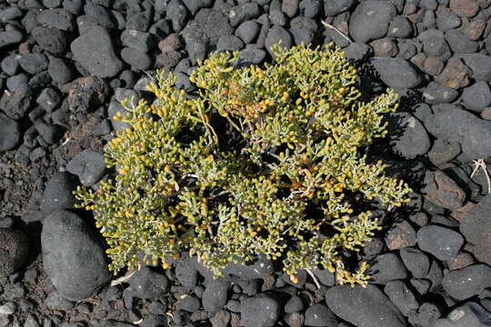 Image of Tetraena fontanesii (Webb & Berthel.) Beier & Thulin