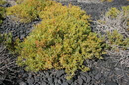 Image of Tetraena fontanesii (Webb & Berthel.) Beier & Thulin