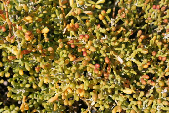 Image of Tetraena fontanesii (Webb & Berthel.) Beier & Thulin