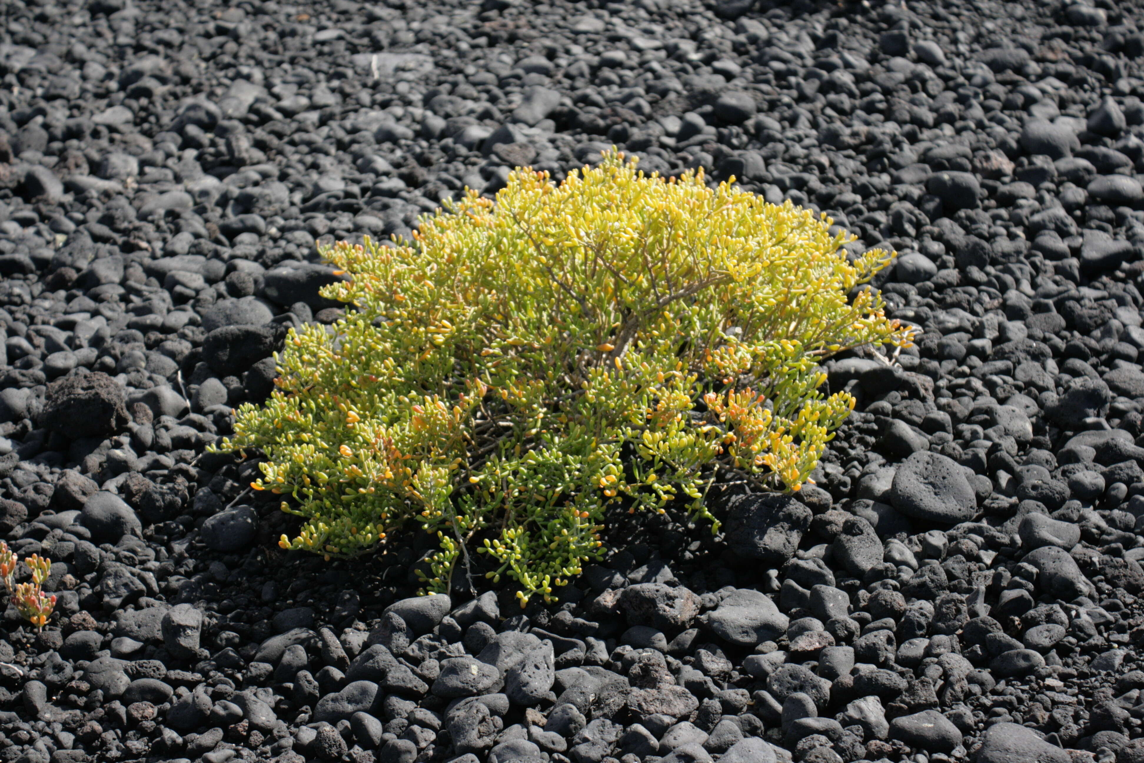 Image of Tetraena fontanesii (Webb & Berthel.) Beier & Thulin