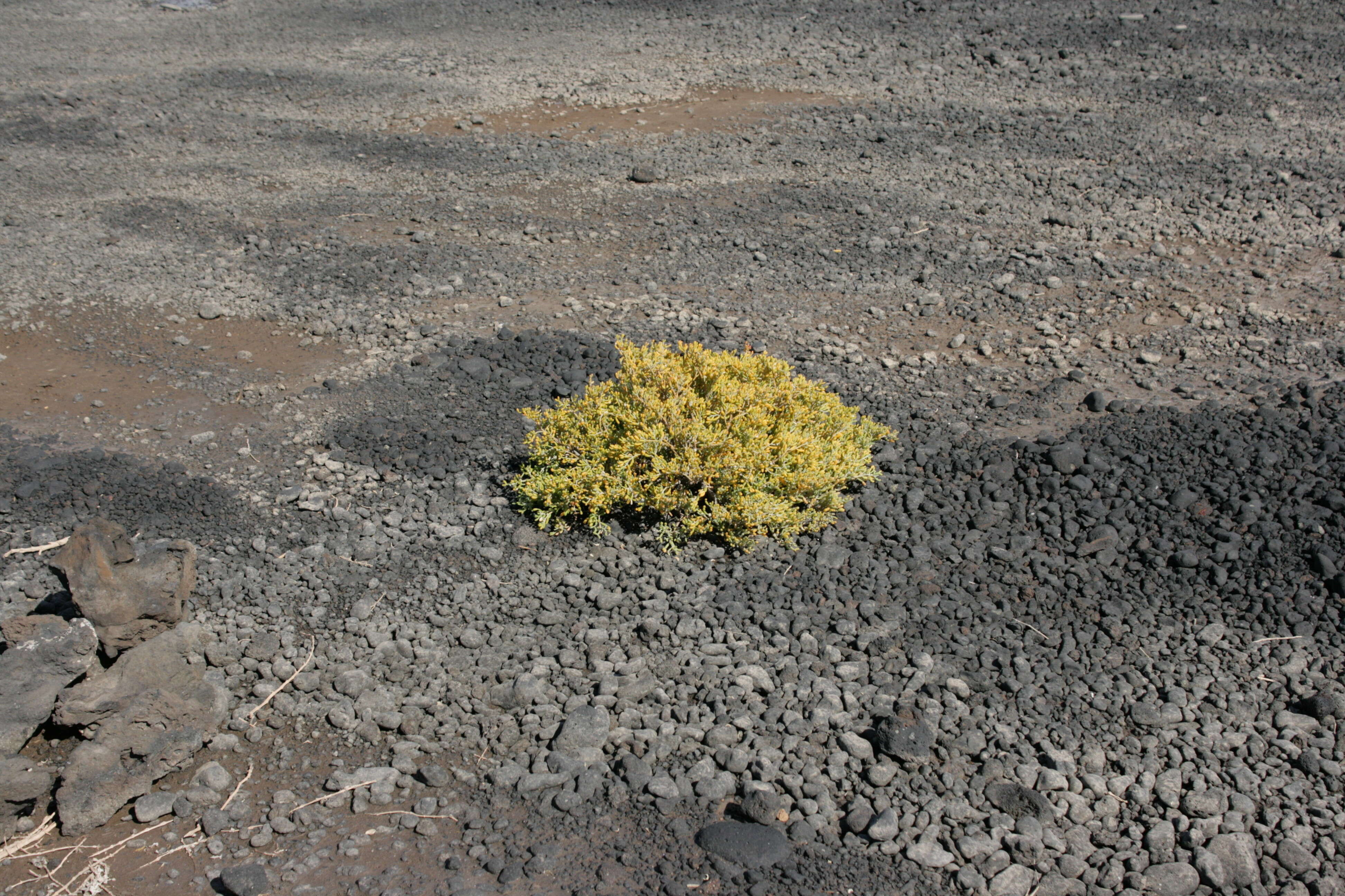 Image de Tetraena fontanesii (Webb & Berthel.) Beier & Thulin