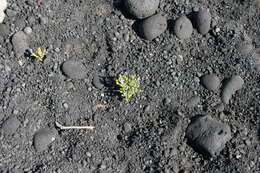 Image of Tetraena fontanesii (Webb & Berthel.) Beier & Thulin