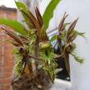 Image de Catasetum barbatum (Lindl.) Lindl.