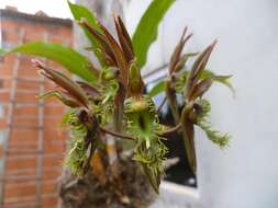 Image of Bearded Catasetum