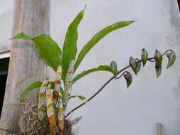 Image of Bearded Catasetum