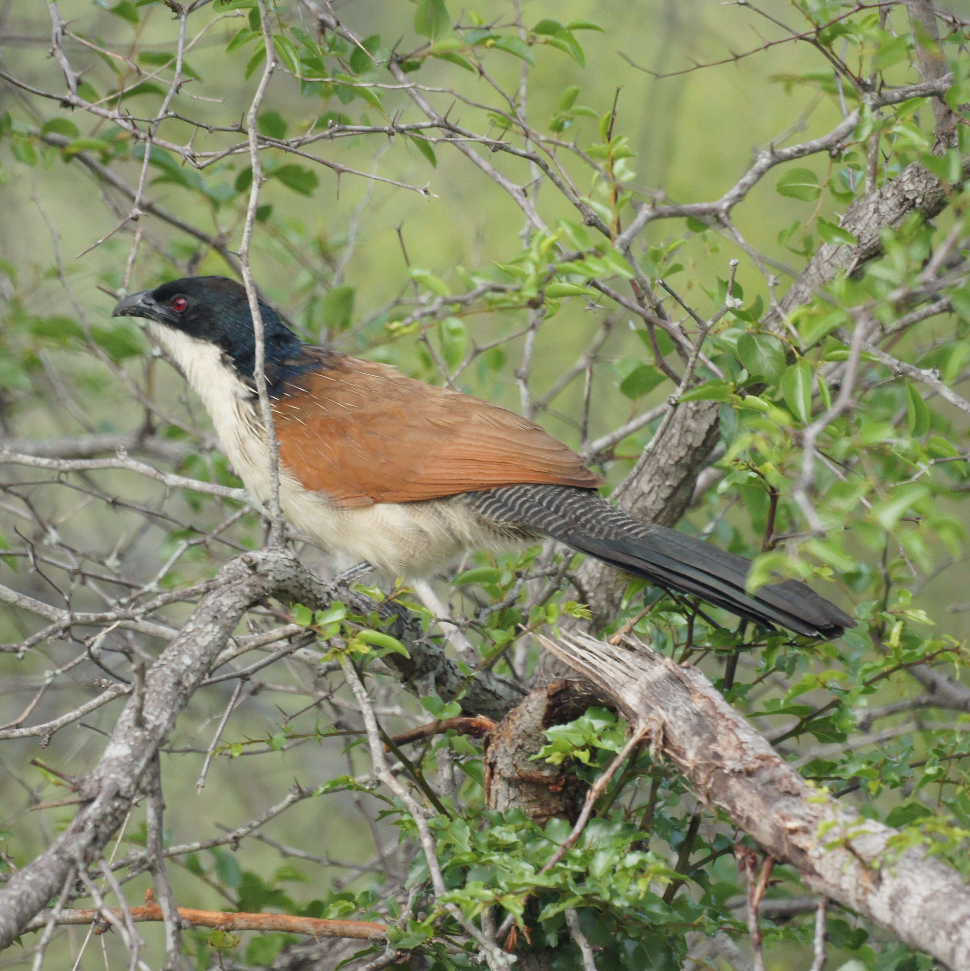 Image of Burchell's Coucal