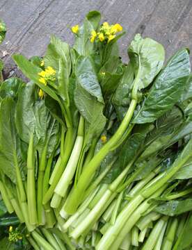 Image of Brassica rapa var. parachinensis