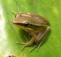 Image of Trivandrum frog