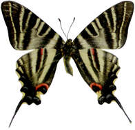 Image of Iphiclides podalirinus (Oberthür 1890)