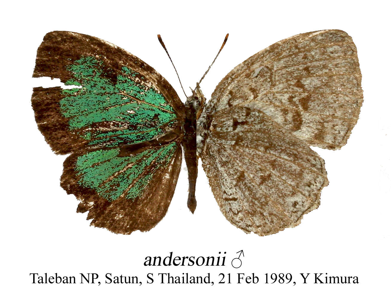 Image of Cyaniriodes libna (Hewitson (1869))