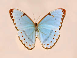 Sivun Morpho catenarius Perry kuva