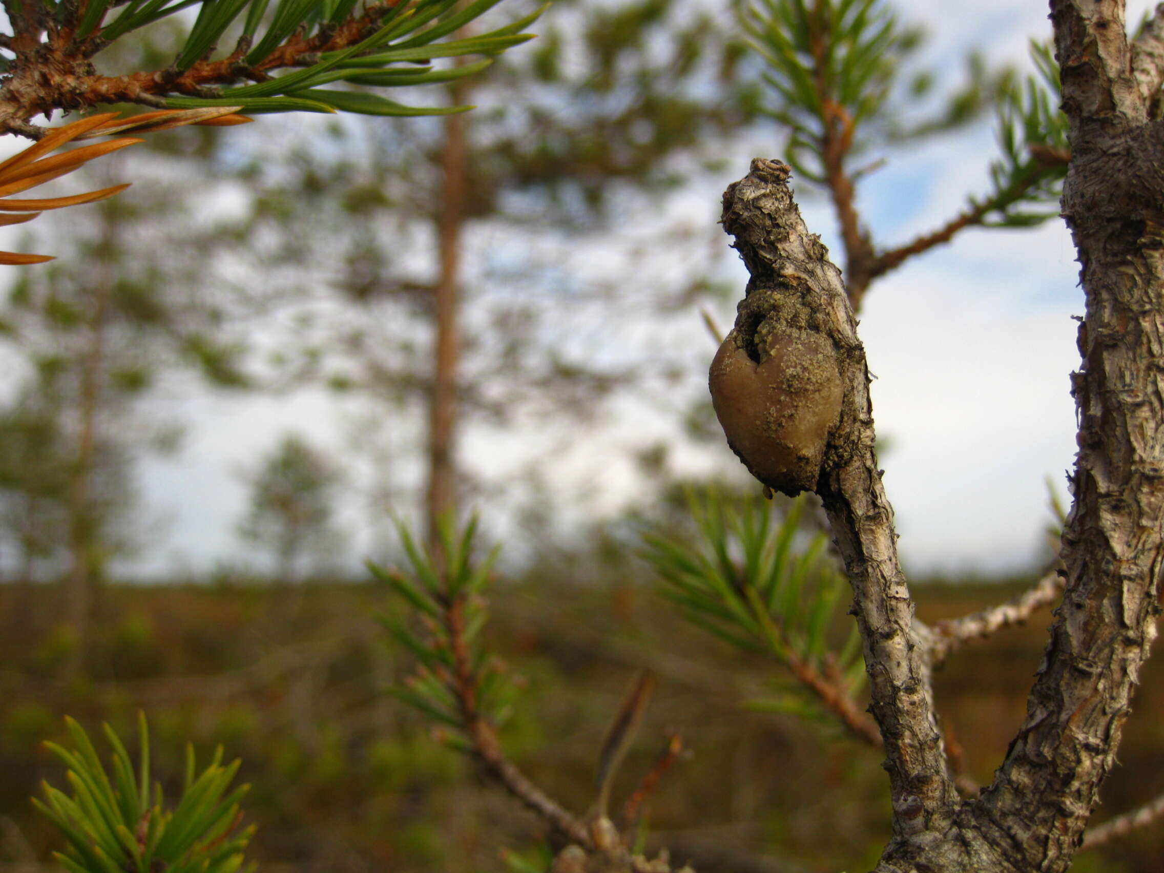 Image of Pine Resin Gall Moth