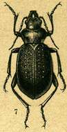 Слика од Calosoma (Caminara) denticolle Gebler 1833