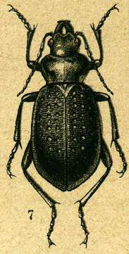 Слика од Calosoma (Caminara) denticolle Gebler 1833