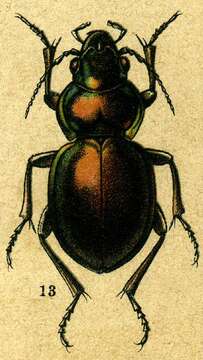 Слика од Calosoma elegans