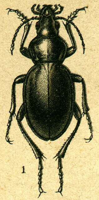 Imagem de Calosoma usgentensis