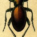 Image of Carabus (Lamprostus) torosus I. Frivaldszky von Frivald 1835