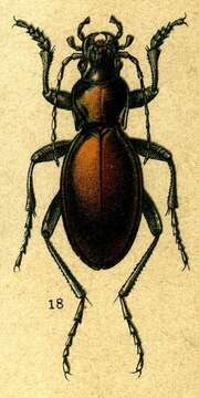 Image of Carabus (Lamprostus) torosus I. Frivaldszky von Frivald 1835