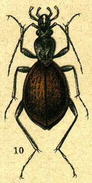 Imagem de Cychrus aeneus Fischer von Waldheim 1824