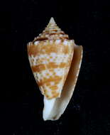 Image de Conasprella wakayamaensis (Kuroda 1956)