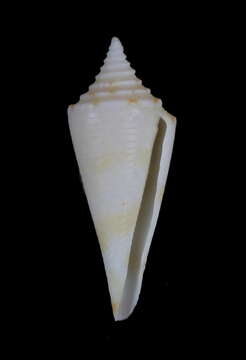 Image of Conasprella saecularis (Melvill 1898)