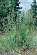 Plancia ëd Muhlenbergia montana (Nutt.) Hitchc.