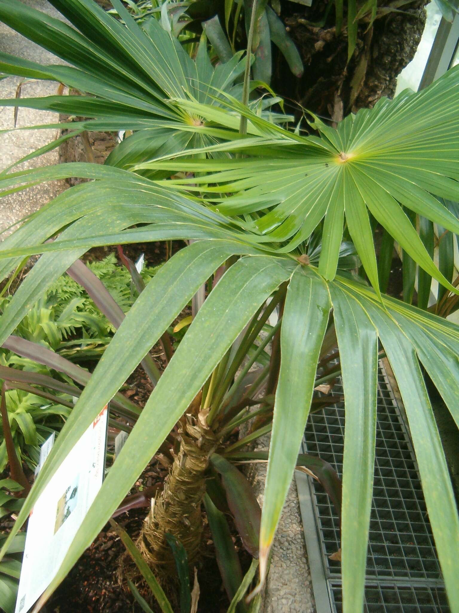 Image de Coccothrinax alta (O. F. Cook) Becc.