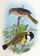 Image of Lord Howe Golden Whistler