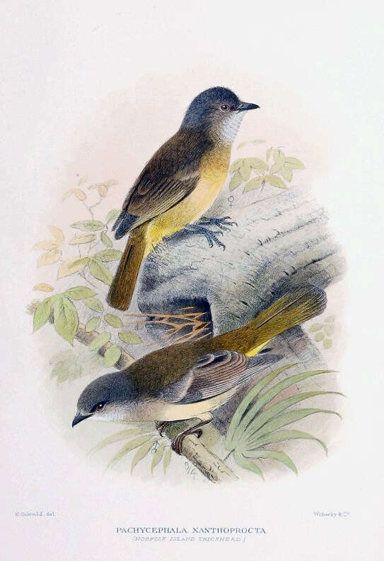 Image of Norfolk Golden Whistler