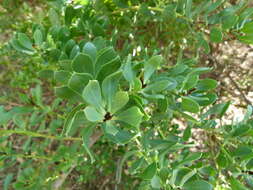 Imagem de Myoporum tetrandrum (Labill.) Domin