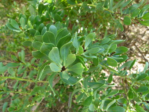 Image of Myoporum tetrandrum (Labill.) Domin