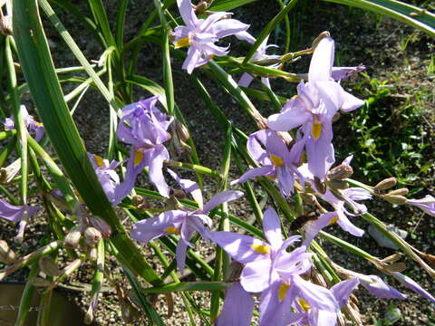 Image of blue-tulip