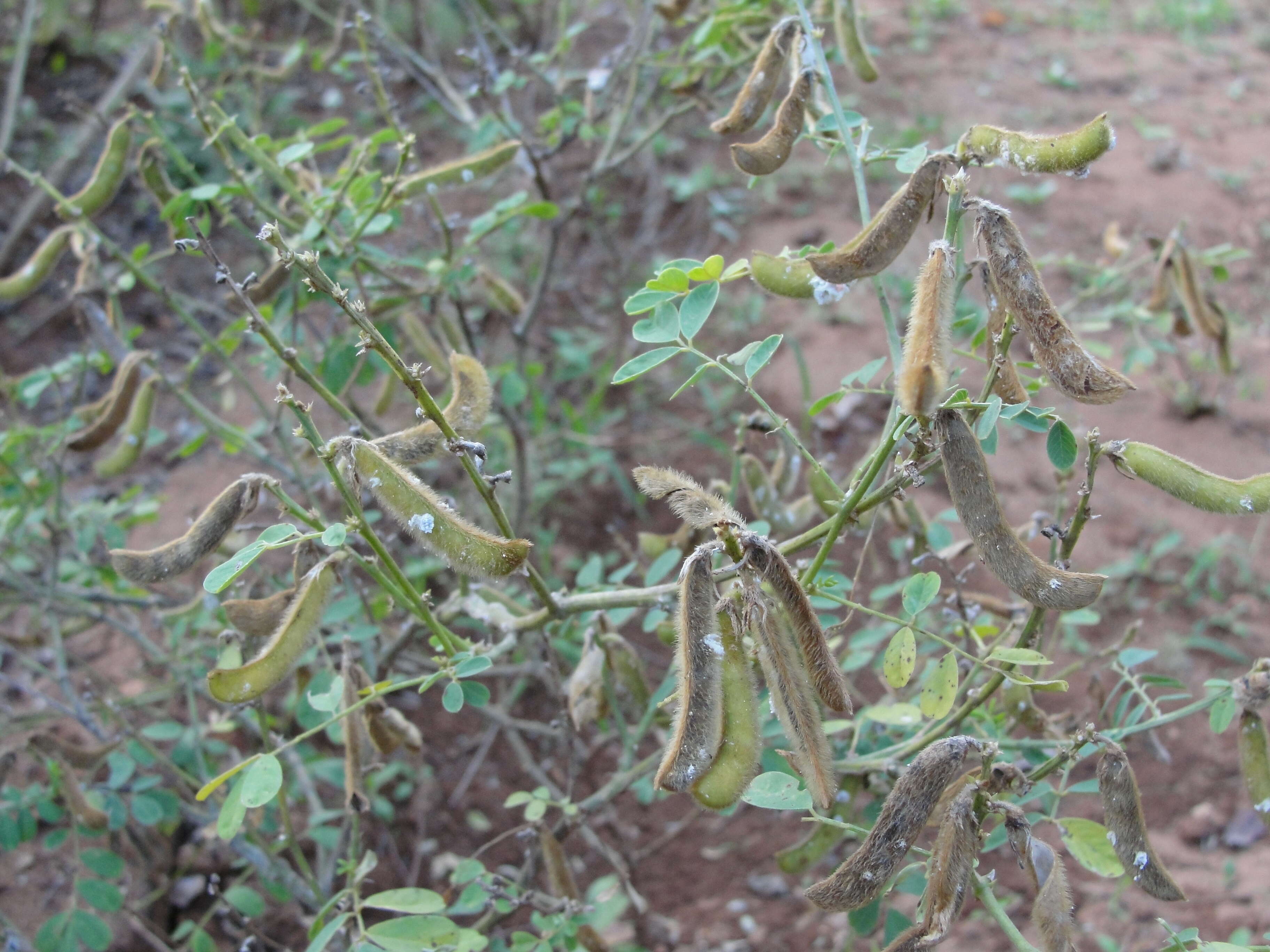 Sivun Tephrosia purpurea (L.) Pers. kuva