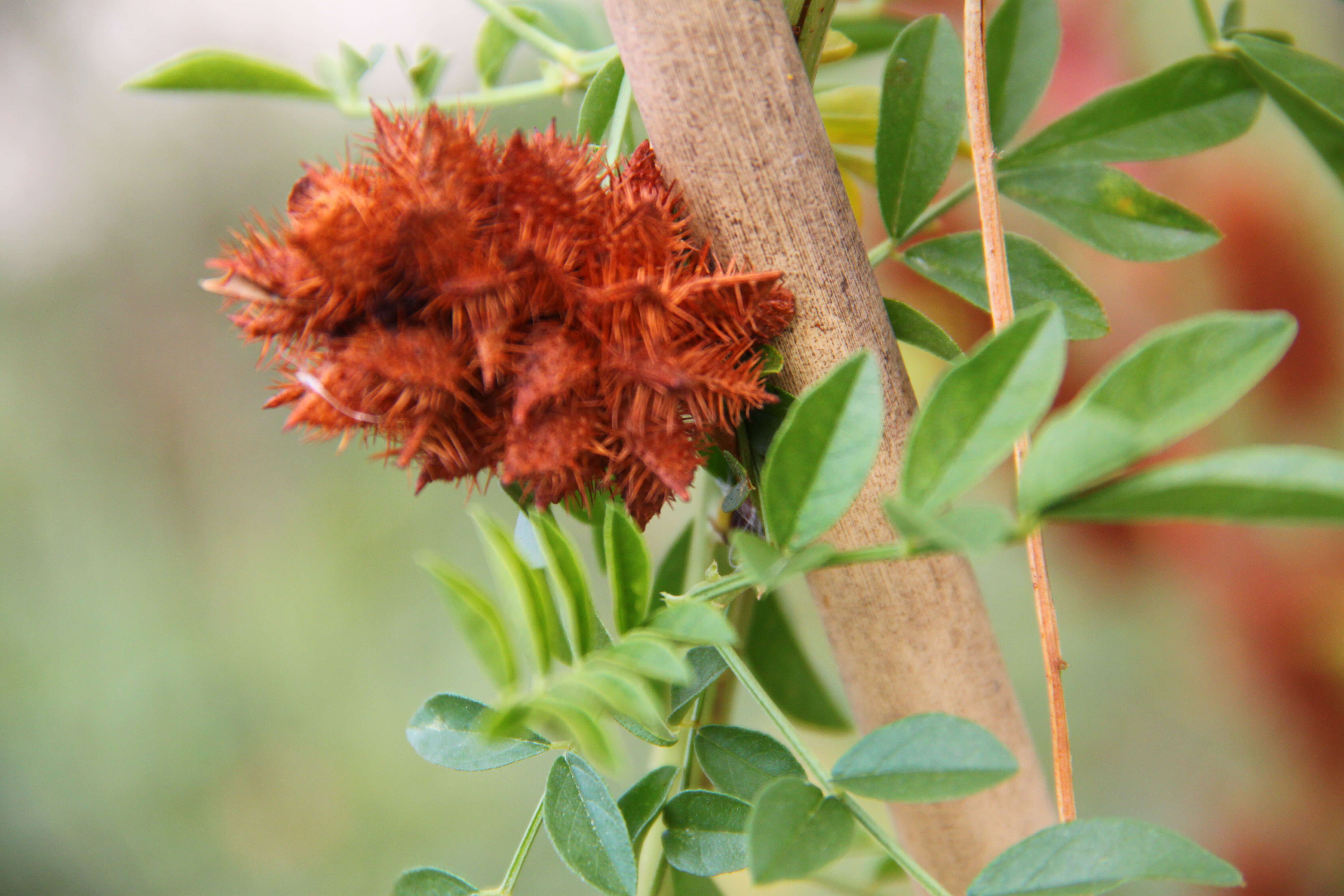 Image of Chinese licorice