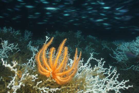 Image of Novodinia antillensis (A. H. Clark 1934)