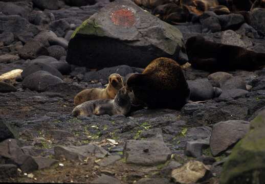 Image of fur seal