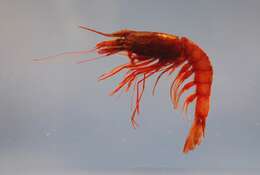 Image of aristeid shrimp