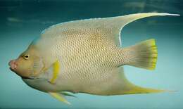 Image of Angelfish