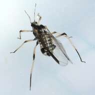 Image of Giant Bark Aphid