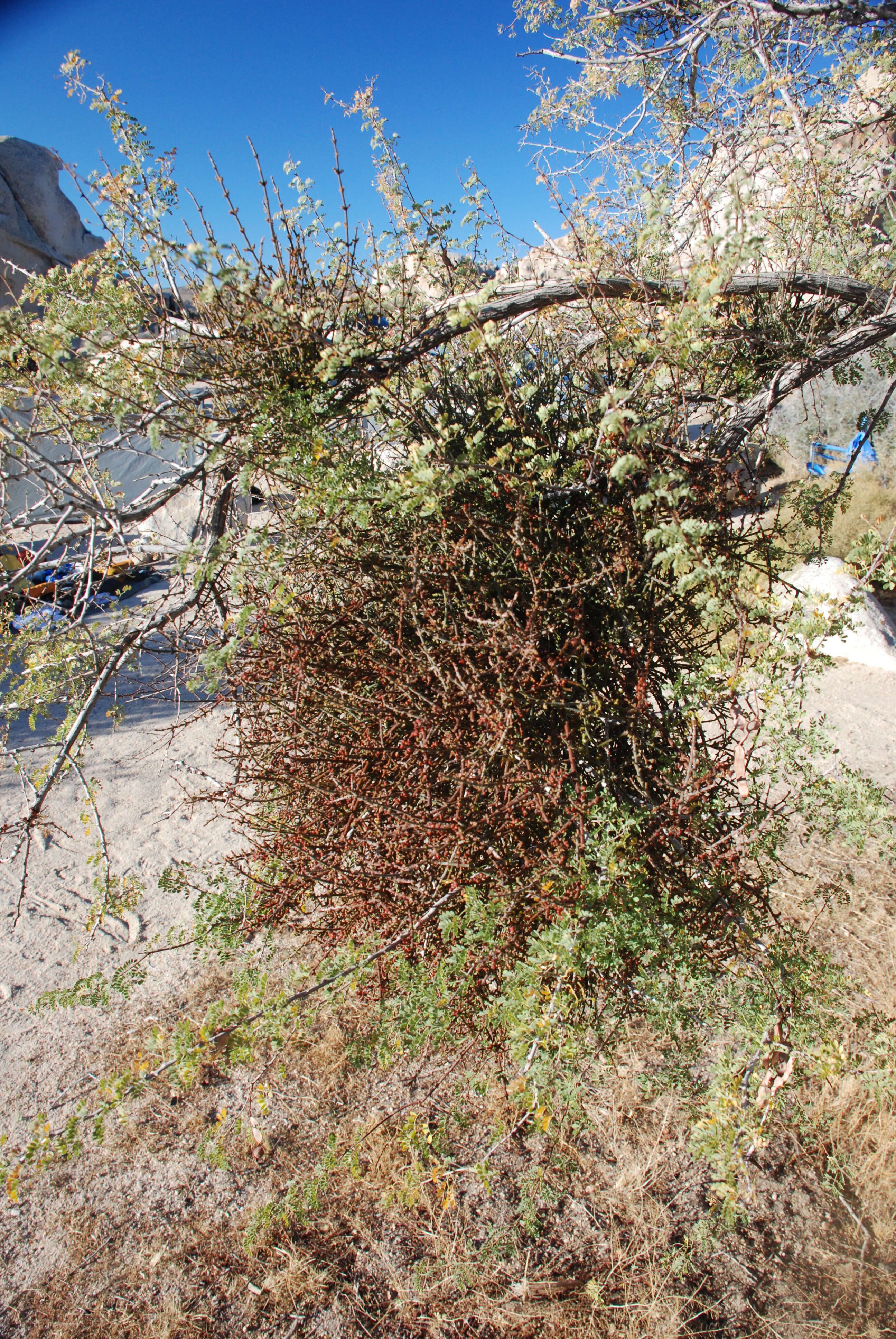 Image of mesquite mistletoe