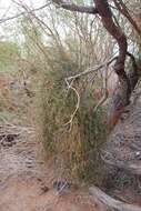 Image of mesquite mistletoe