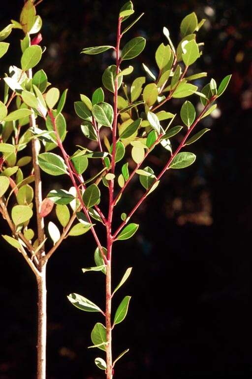 Image of large gallberry