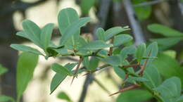 Image of Common Spike Thorn