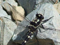 Image of Mountain Giant Dragonfly