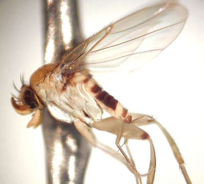 Image of Ant-decapitating Flies