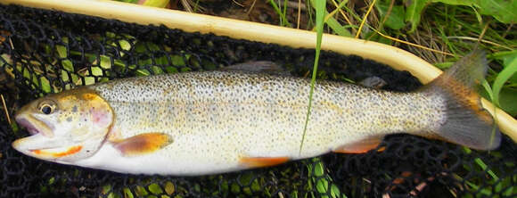 Image of Oncorhynchus clarki behnkei