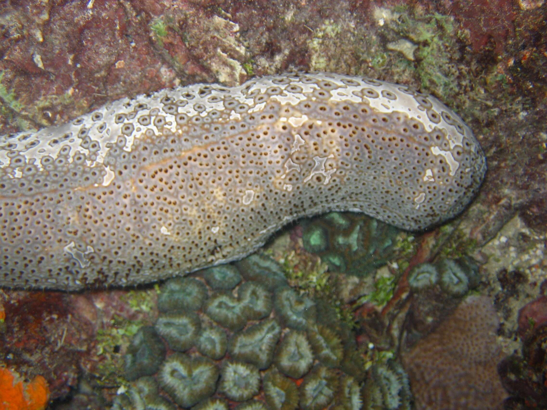 Image of sea cucumbers