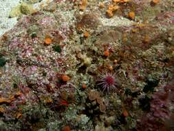 Image of Red sea urchin