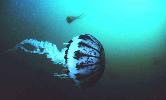 Image of purple-striped jellyfish