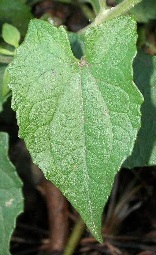 Mikania natalensis DC. resmi